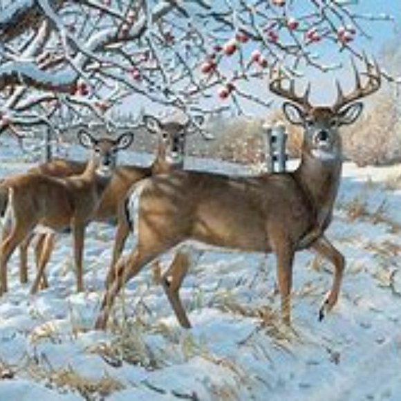 Meet your Posher, Yvette - Picture 1 of 1